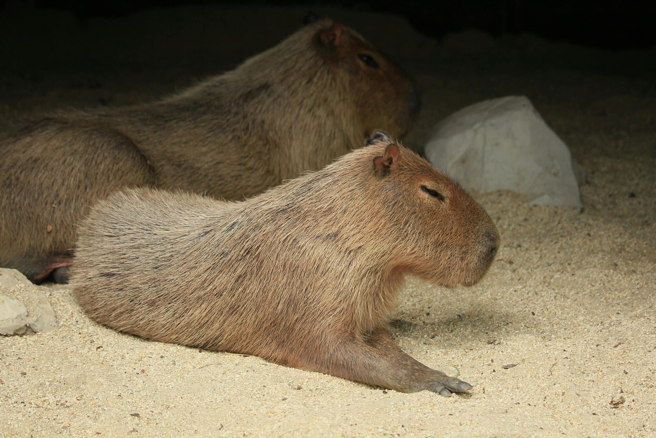 pexels-rutpratheep-6359551